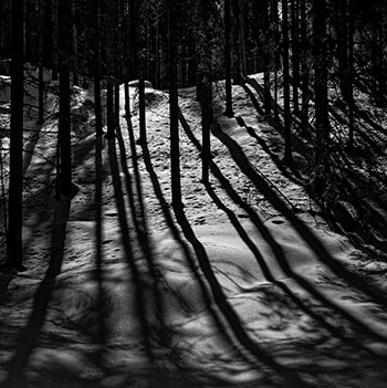 Imagen del juego Bosque de sombras