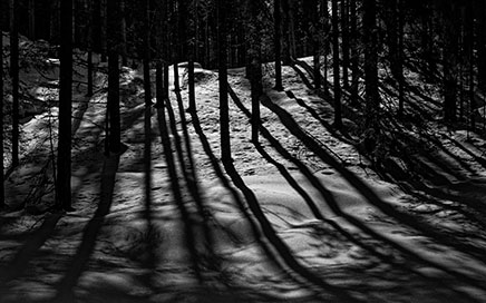 Imagen que muestra una representación del título del juego Bosque de sombras